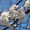 桜証書