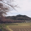 巾着田と高麗神社の桜