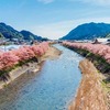 2月から早咲き満開！「河津桜まつり」は、うれしい出店やイベントも一杯！