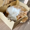 はみだしながらお昼寝中。