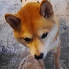 可愛いあんよ、だよ