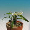 Dendrobium compactum