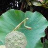 蜂巣にカマキリ