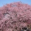 一縷の望みを賭けて！河津町へ平日河津桜ツーリングに行ってきた件2025