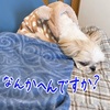 首そんなに長かった？