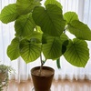 【プラントツアー】観葉植物のようす（2026.08）