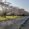 平和公園の桜