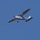 飛行機[JA3951]第一航空｜二度あることは... で