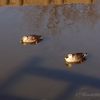 2022-0039_【20220216】そして今日もカモられた…🦆に…