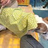 ワンコのお灸