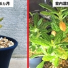 植物育成ライト環境での実生