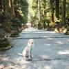 北口本宮富士浅間神社