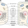 ゆる〜く「細胞」