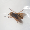 スズメバチのような虫がまとわりついてきたら。オレンジ色の吸血アブ、アカウシアブに要注意！