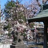 またまた素盞雄神社