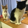 ザ・ノンフィクション　はぐれ者とはぐれ猫～小さな命を救う男の戦い～を観ました。