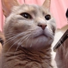 新宿の巨大猫…。
