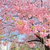 【北の丸公園　河津桜が咲きました】遠足の小学生が屋外でも黙食してるのを目の当たりにする😢