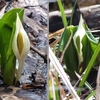 沢尻湿原の水芭蕉