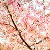 桜（散歩写真）