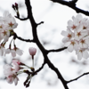袖ケ浦公園のソメイヨシノが咲きました