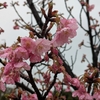 【2025年の満開は2週間遅れ】佐鳴湖畔の河津桜