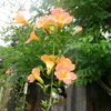 真夏の花はこの三つ