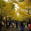 紅葉の季節　昭和記念公園に行ってきた