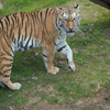 アムールトラ Panthera tigris altaica