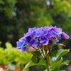 庭のあれこれ　～雨の紫陽花と越冬野菜