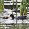 冬鳥オオ<a class="okeyword" href="g:lovebird:keyword:バン">バン</a>　県内繁殖　射水の臨海野鳥園　４年ぶり確認