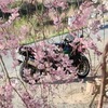 花見？ツーリング