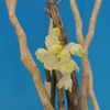 Dendrobium timorii