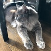 猫がヘアゴムを誤飲！その3日間の経過と結果
