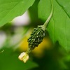やっとゴーヤーの実が生った