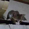 猫日記 カーテンレールに上って下りれなくなるの巻