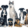 アメリカ　大規模研究でペット犬の行動がデータ分析されました