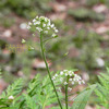 ぺんぺん草でいいじゃない！Capsella bursa-pastoris