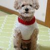 トリミングデー
