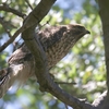 オオタカ(Northern Goshawk)の若