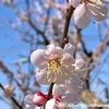 🌸青空と梅の花【スマホ撮り】