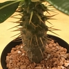 パキポディウム アンボンゲンセ／Pachypodium ambongense