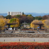 「とある昭和記念公園のイチョウ並木 2015」
