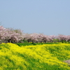 桜散歩