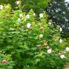 スイフヨウ（酔芙蓉）
