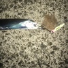 メタルジャッカーで２０１８年シーズンの初タチウオ捕獲