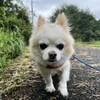 老犬ホームあん｜新人さんマロン^^
