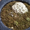 花籠　発熱