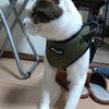 緊急時の猫の避難対策　いろいろ気になるアイテムをそろえたよ