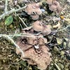香茸が採れました！